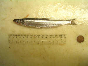  (Thaleichthys - 04HBL008054)  @14 [ ] CreativeCommons - Attribution (2007) CBG Photography Group Centre for Biodiversity Genomics