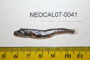  ( - NEOCAL07-0041)  @11 [ ] Unspecified (default): All Rights Reserved  Unspecified Unspecified