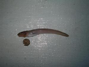  ( - TZ-06-RICKER-853)  @14 [ ] CreativeCommons - Attribution (2007) CBG Photography Group Centre for Biodiversity Genomics