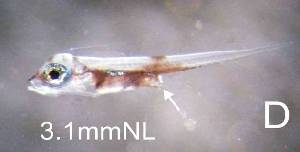  (Monodactylus falciformis - FIIA9 #1_06.4)  @14 [ ] CreativeCommons - Attribution Non-Commercial (2013) Allan Connell South African Institute for Aquatic Biodiversity