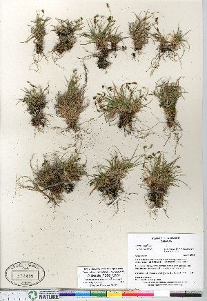  (Carex capillaris ssp fuscidula - Gillespie_7685_CAN)  @11 [ ] Copyright (2011) Canadian Museum of Nature Canadian Museum of Nature