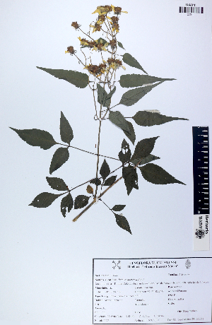  (Bidens squarrosa - UADYBSQ31)  @11 [ ]  CC BY-NC (Attribution-Non-Commercial)  Unspecified Unspecified