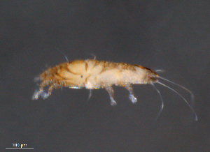  (Alloptidae - BIOUG15124-C07)  @12 [ ] CC-0 (2015) Biodiverisity Institute of Ontario Centre for Biodiversity Genomics