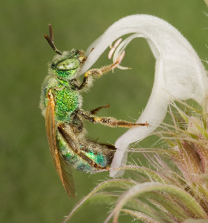  (Agapostemon angelicus - UAIC1135057)  @15 [ ] (c) copyright (2019) Charles W. Melton Unspecified