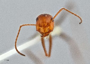  (Myrmecocystus mendax - UAIC1052090)  @11 [ ] by (2021) Wendy Moore University of Arizona Insect Collection