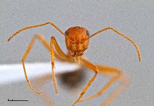  (Myrmecocystus nequazcatl - UAIC1052097)  @11 [ ] by (2021) Wendy Moore University of Arizona Insect Collection