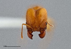  (Pheidole cerebrosior - UAIC1052131)  @11 [ ] by (2021) Wendy Moore University of Arizona Insect Collection