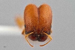  (Pheidole spadonia - UAIC1052185)  @11 [ ] by (2021) Wendy Moore University of Arizona Insect Collection