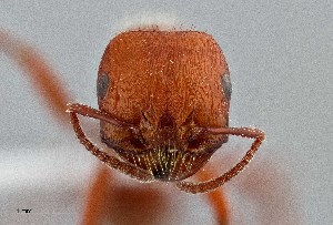  (Pogonomyrmex apache - UAIC1052202)  @11 [ ] by (2021) Wendy Moore University of Arizona Insect Collection