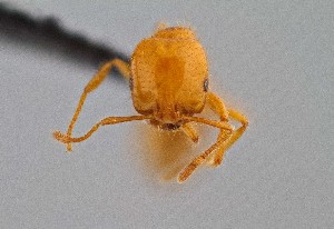 (Solenopsis aurea - UAIC1052222)  @11 [ ] by (2021) Wendy Moore University of Arizona Insect Collection