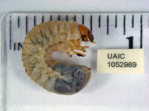  ( - UAIC1052989)  @11 [ ] by (2021) Davide Bergamaschi University of Arizona Insect Collection