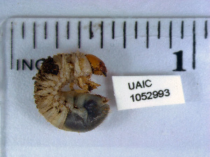  ( - UAIC1052993)  @11 [ ] by (2021) Davide Bergamaschi University of Arizona Insect Collection
