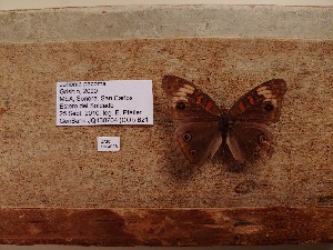  ( - UAIC1064028)  @11 [ ] by (2022) Wendy Moore University of Arizona Insect Collection