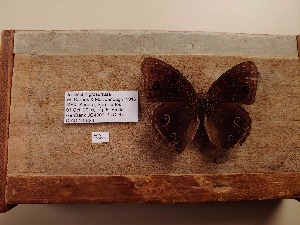  ( - UAIC1064036)  @11 [ ] by (2022) Wendy Moore University of Arizona Insect Collection
