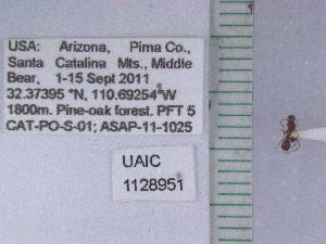  ( - UAIC1128951)  @11 [ ] by (2021) Wendy Moore University of Arizona Insect Collection