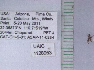  (Dorymyrmex sp. 3KF - UAIC1128953)  @11 [ ] by (2021) Wendy Moore University of Arizona Insect Collection