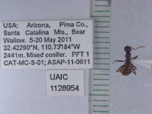  (Formica sp. az04 - UAIC1128954)  @11 [ ] by (2021) Wendy Moore University of Arizona Insect Collection