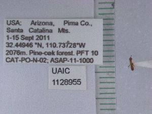  (Hypoponera sp1 - UAIC1128955)  @11 [ ] by (2021) Wendy Moore University of Arizona Insect Collection