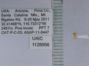  (Lasius sp. az01 - UAIC1128956)  @11 [ ] by (2021) Wendy Moore University of Arizona Insect Collection