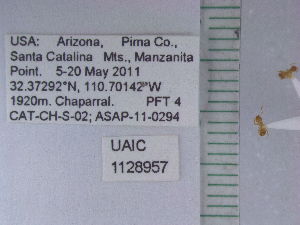  ( - UAIC1128957)  @11 [ ] by (2021) Wendy Moore University of Arizona Insect Collection