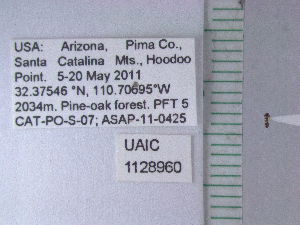  (Monomorium sp. 2KF - UAIC1128960)  @11 [ ] by (2021) Wendy Moore University of Arizona Insect Collection