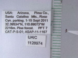  (Monomorium sp. 3KF - UAIC1128974)  @11 [ ] by (2021) Wendy Moore University of Arizona Insect Collection