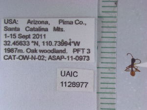  ( - UAIC1128977)  @11 [ ] by (2021) Wendy Moore University of Arizona Insect Collection