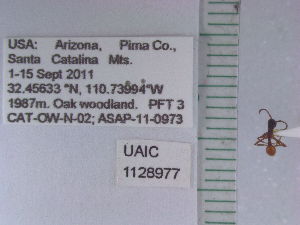  (Neivamyrmex texanus - UAIC1128977)  @11 [ ] by (2021) Wendy Moore University of Arizona Insect Collection