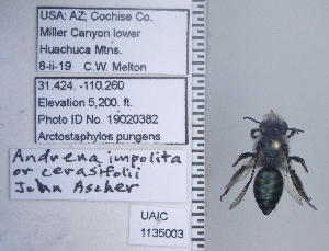  ( - UAIC1135003)  @11 [ ] by (2020) Wendy Moore University of Arizona Insect Collection