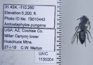  ( - UAIC1135004)  @11 [ ] by (2020) Wendy Moore University of Arizona Insect Collection