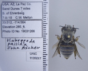  ( - UAIC1135017)  @11 [ ] by (2020) Wendy Moore University of Arizona Insect Collection