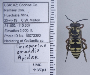  ( - UAIC1135041)  @11 [ ] by (2020) Wendy Moore University of Arizona Insect Collection