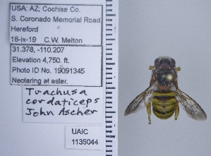  ( - UAIC1135044)  @11 [ ] by (2020) Wendy Moore University of Arizona Insect Collection