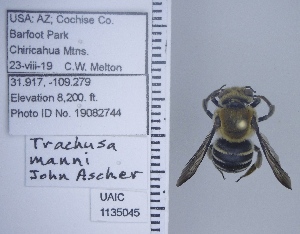  ( - UAIC1135045)  @11 [ ] by (2020) Wendy Moore University of Arizona Insect Collection