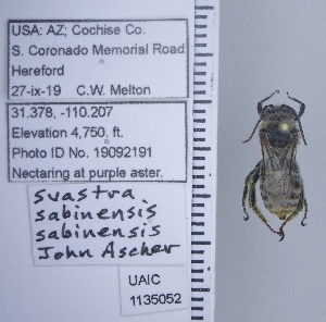  ( - UAIC1135052)  @11 [ ] by (2020) Wendy Moore University of Arizona Insect Collection