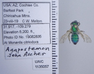  ( - UAIC1135057)  @12 [ ] by (2020) Wendy Moore University of Arizona Insect Collection