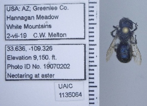  ( - UAIC1135064)  @11 [ ] by (2020) Wendy Moore University of Arizona Insect Collection