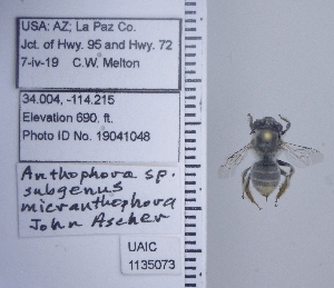  (Anthophora striata - UAIC1135073)  @11 [ ] by (2020) Wendy Moore University of Arizona Insect Collection