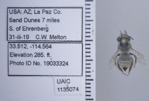  (Anthophora abroniae - UAIC1135074)  @11 [ ] by (2020) Wendy Moore University of Arizona Insect Collection
