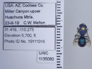  (Osmia foxi - UAIC1135080)  @11 [ ] by (2020) Wendy Moore University of Arizona Insect Collection