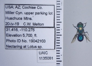  ( - UAIC1135081)  @11 [ ] by (2020) Wendy Moore University of Arizona Insect Collection