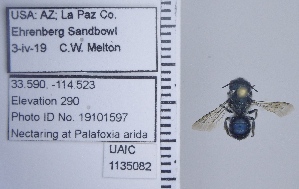  ( - UAIC1135082)  @11 [ ] by (2020) Wendy Moore University of Arizona Insect Collection