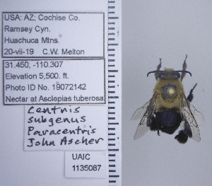  ( - UAIC1135087)  @11 [ ] by (2020) Wendy Moore University of Arizona Insect Collection