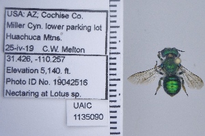  ( - UAIC1135090)  @11 [ ] by (2020) Wendy Moore University of Arizona Insect Collection