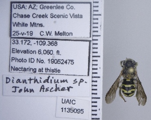  ( - UAIC1135095)  @11 [ ] by (2020) Wendy Moore University of Arizona Insect Collection