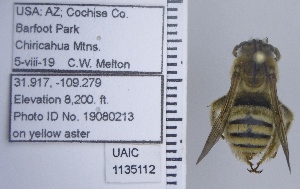  ( - UAIC1135112)  @11 [ ] by (2021) Wendy Moore University of Arizona Insect Collection