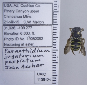  (Paranthidium jugatorium - UAIC1135121)  @11 [ ] by (2021) Wendy Moore University of Arizona Insect Collection