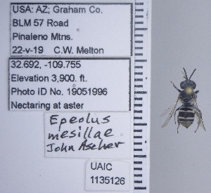  ( - UAIC1135126)  @11 [ ] by (2021) Wendy Moore University of Arizona Insect Collection
