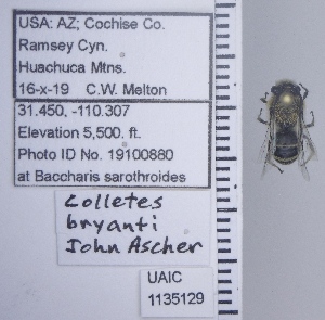  ( - UAIC1135129)  @11 [ ] by (2021) Wendy Moore University of Arizona Insect Collection
