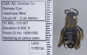  ( - UAIC1135134)  @11 [ ] by (2021) Wendy Moore University of Arizona Insect Collection